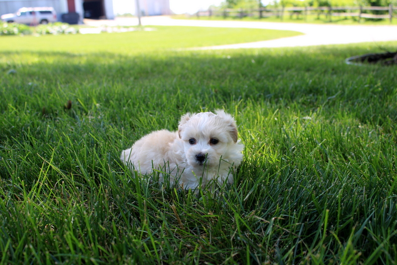 puppy, for, sale, Malsipoo, Matthew B. Stoltzfus, dog, breeder, Gap, PA, dog-breeder, puppy-for-sale, forsale, nearby, find, puppyfind, locator, puppylocator, aca